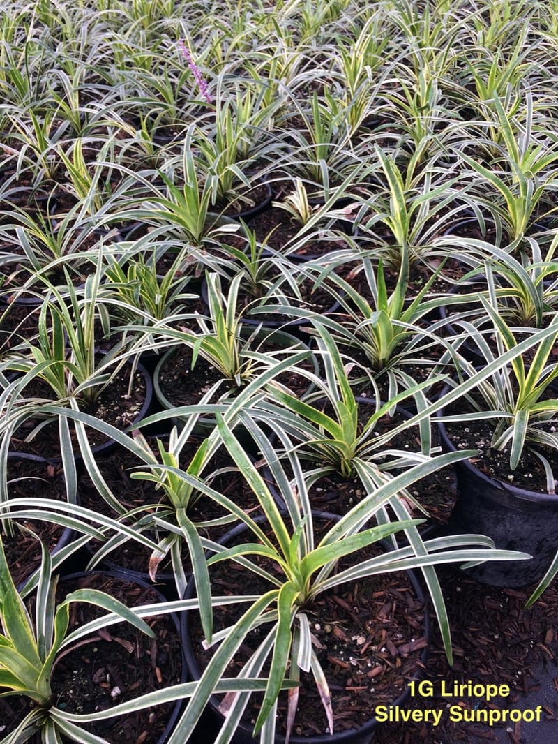 Photo for Liriope muscari 'Variegata' (Variegated Lilyturf)