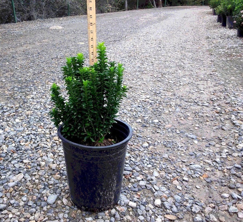 Photo for Euonymus japonicus 'Green Spire' (Green Spire Euonymus)