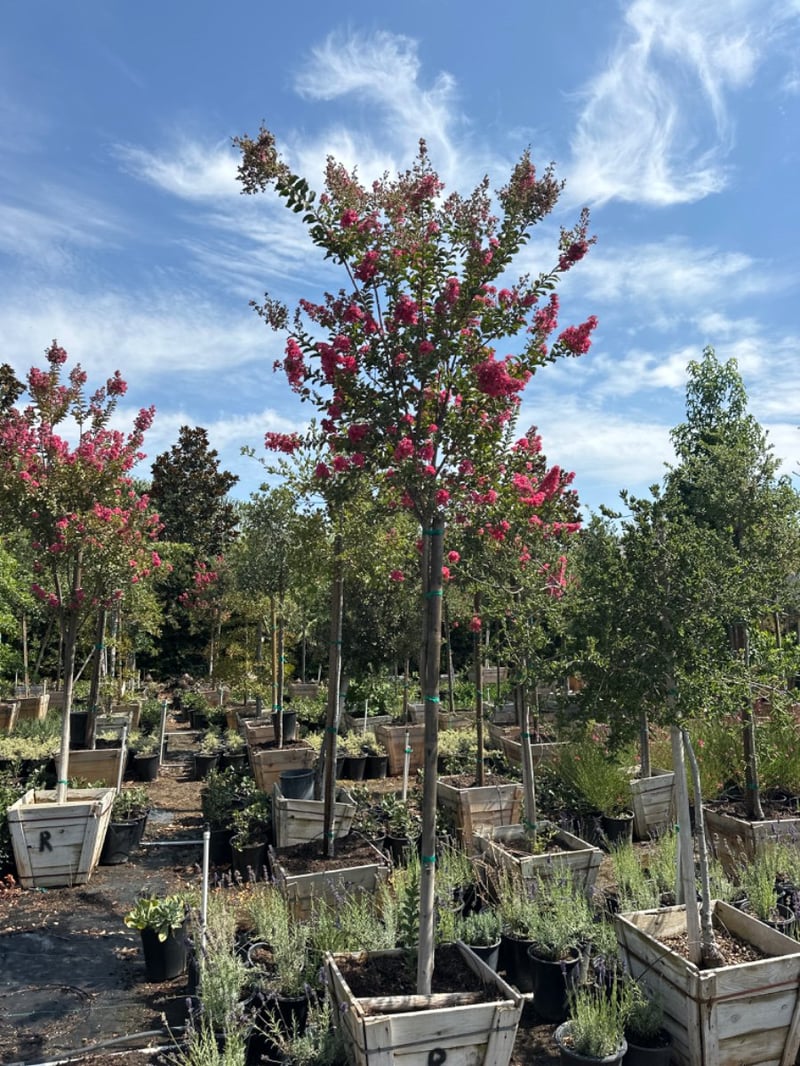 Photo for Lagerstroemia indica x fauriei 'Tuscarora' (Tuscarora Crape Myrtle)