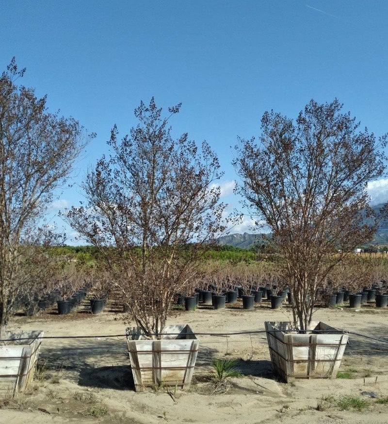 Photo for Lagerstroemia indica x fauriei 'Tuscarora' (Multi) (Tuscarora Crape Myrtle)
