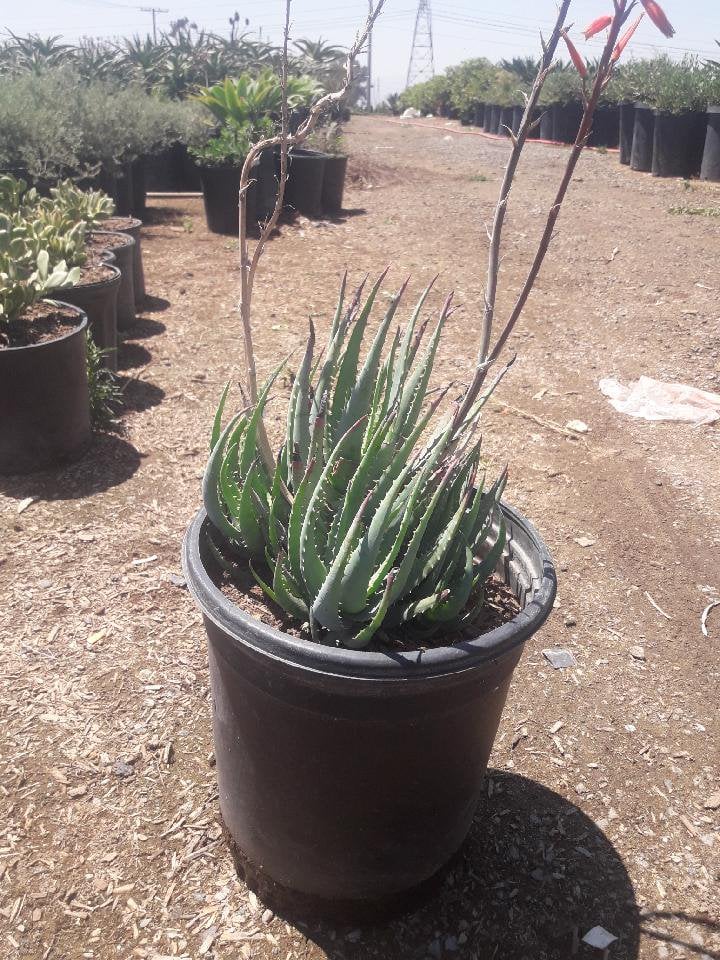 Photo for Aloe 'Blue Elf' (California Aloe, Blue Boy)