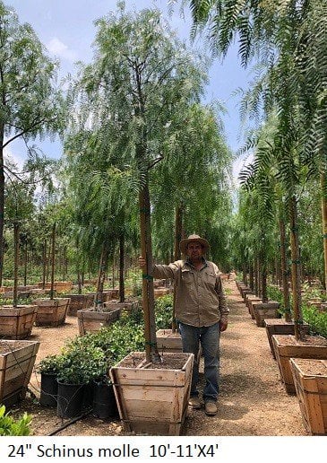 Photo for Schinus molle (California Pepper Tree)