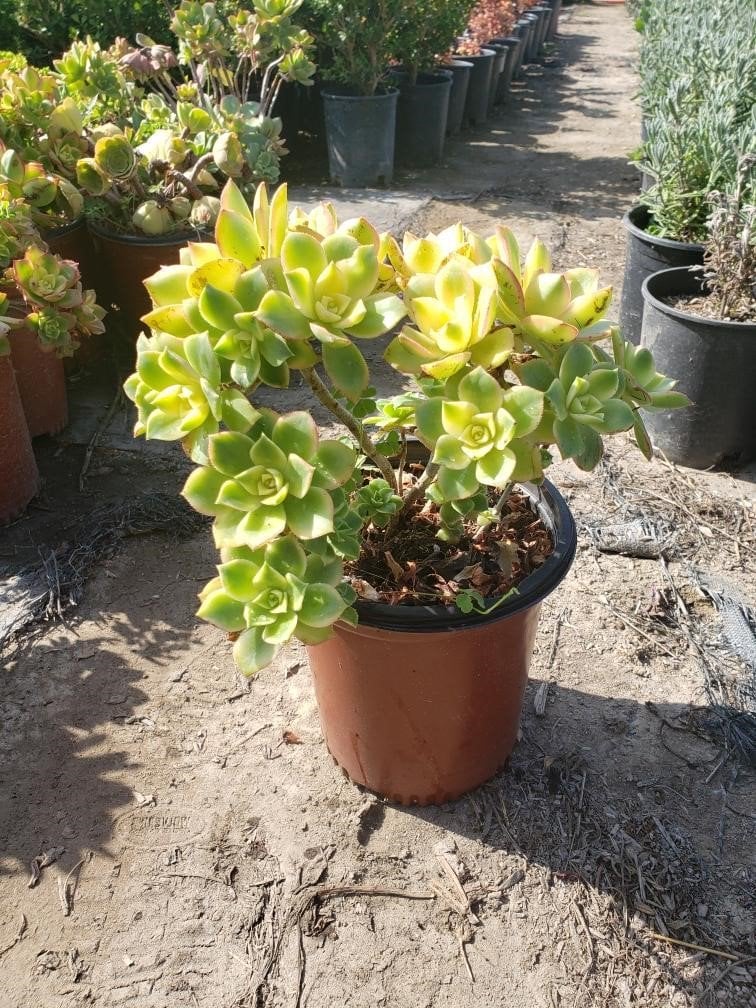 Photo for Aeonium 'Kiwi' (Kiwi Aeonium)