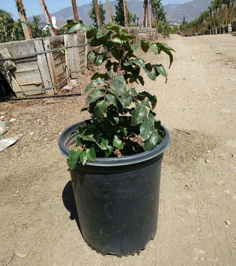 Photo for Mahonia aquifolium (Oregon Grape Holly)