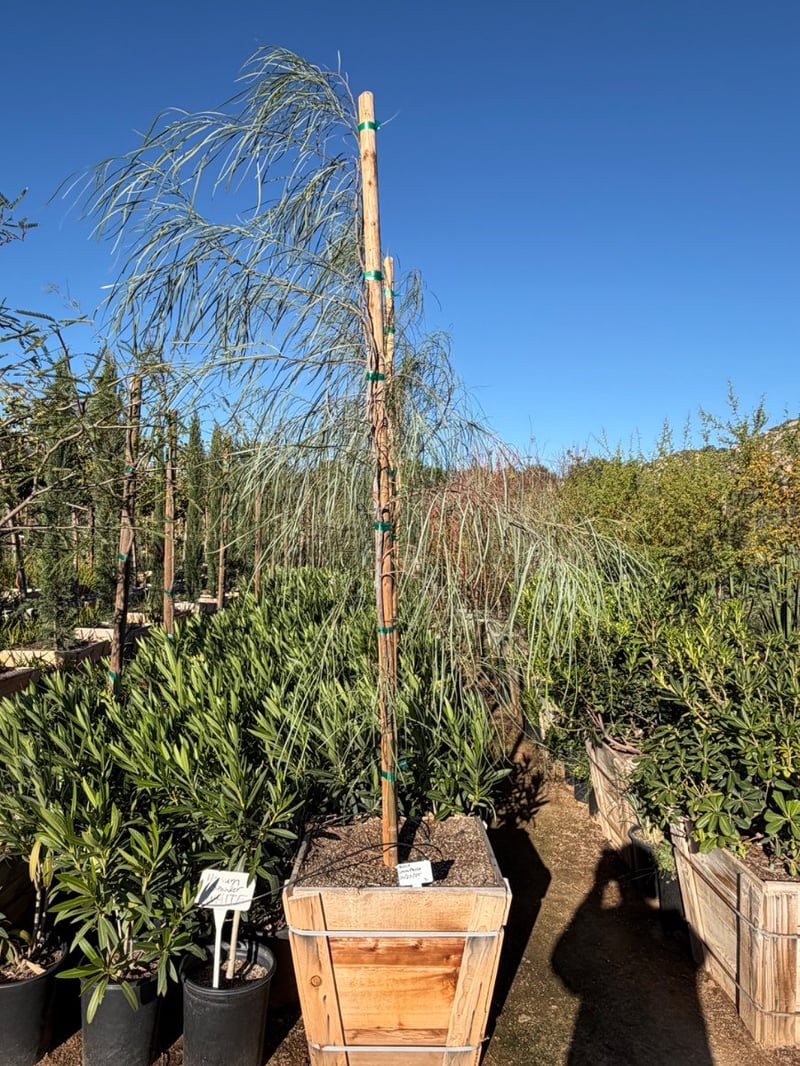 Photo for Acacia stenophylla (Shoe-String Acacia)