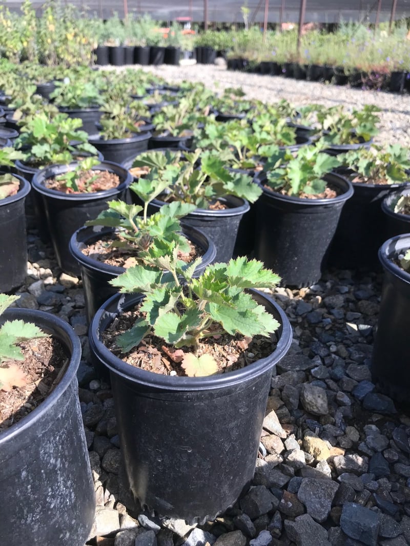 Photo for Heuchera maxima (Island Alum Root)