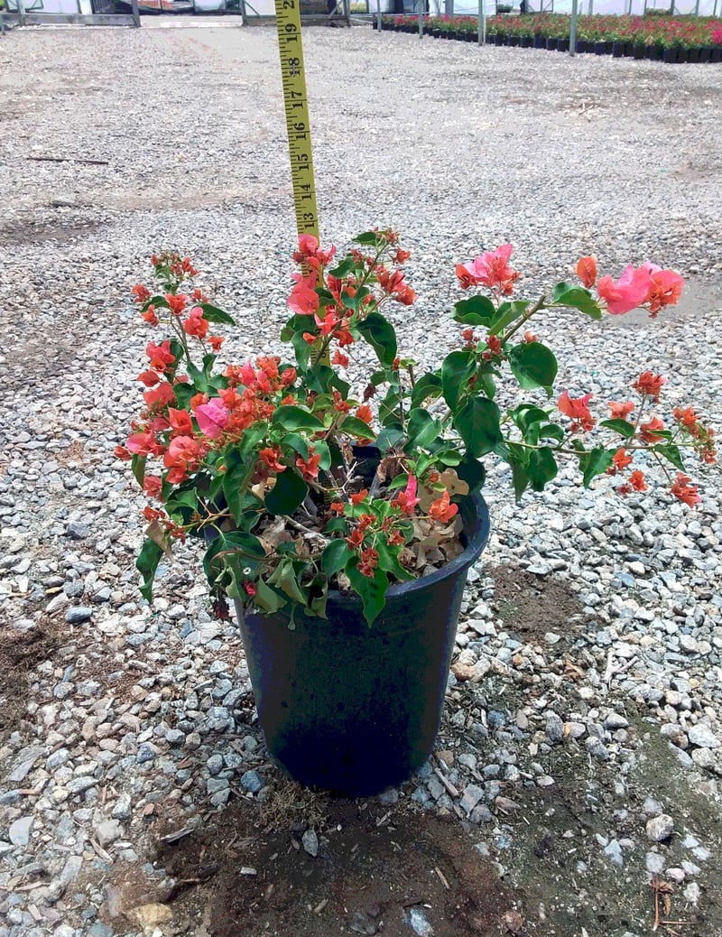 Photo for Bougainvillea 'Rosenka' (Rosenka Bougainvillea)