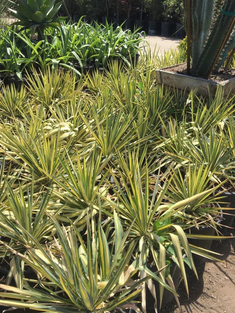 Photo for Yucca filamentosa 'Color Guard' (Color Guard Yucca)