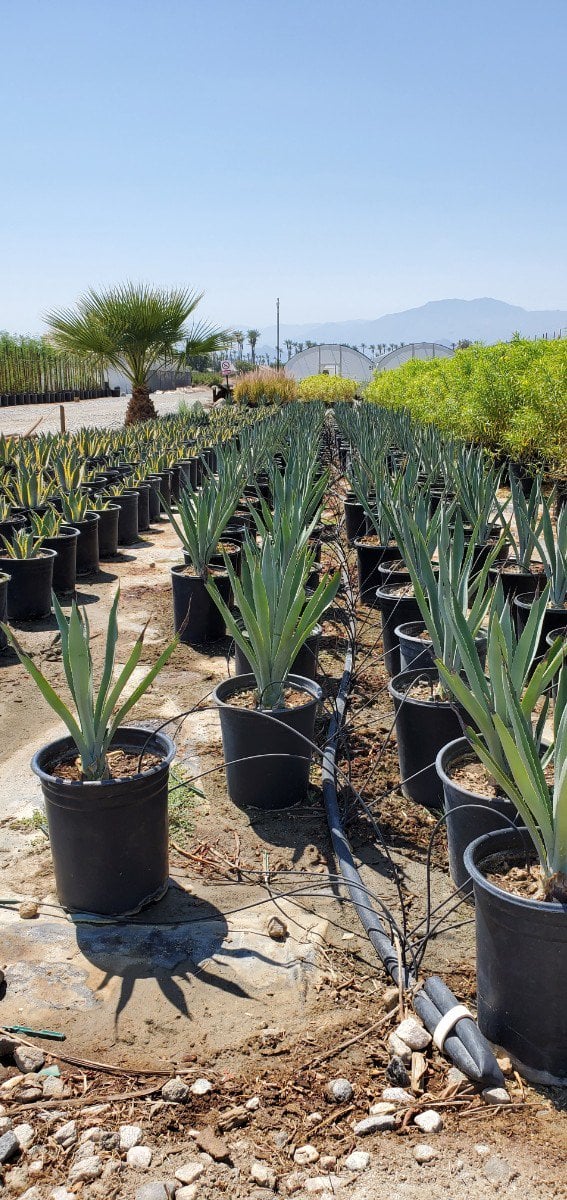 Photo for Agave tequilana (Blue Tequila Agave)