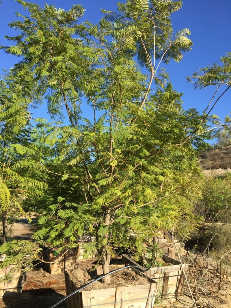 Photo for Jacaranda mimosifolia (Multi) (Jacaranda)