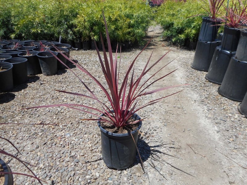 Photo for Cordyline 'Electric Pink' (Pink variegated Dracaena)