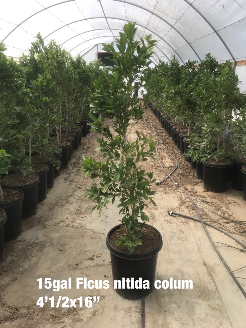 Photo for Ficus nitida (Multi) (Indian Laurel)