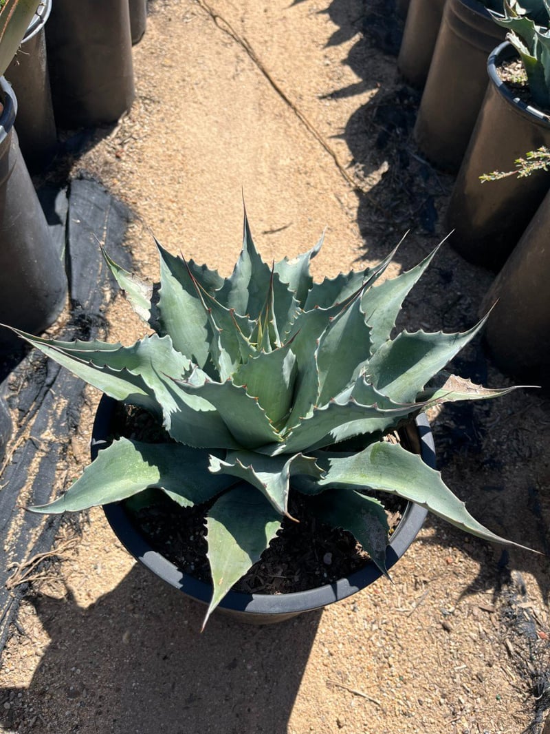 Photo for Agave ovatifolia (Whale's Tongue Agave)