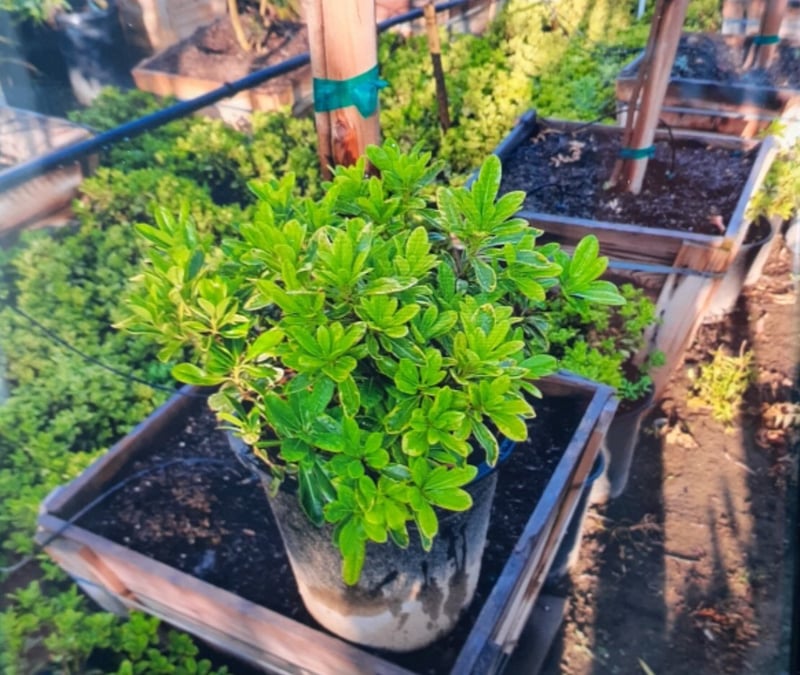 Photo for Pittosporum tobira 'Turner's Variegated Dwarf' (Turner's Variegated Dwarf Pittosporum)