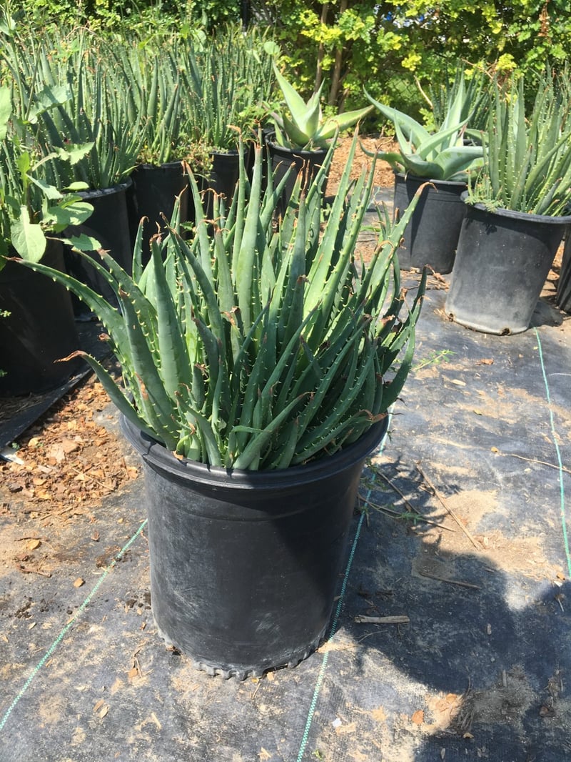 Photo for Aloe 'Blue Elf' (California Aloe, Blue Boy)