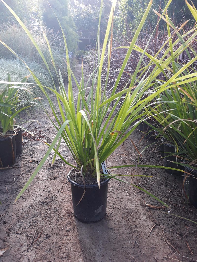 Photo for Lomandra hystrix ‘LHBYF’ Katie Belles (Katie Belles Mat Rush)