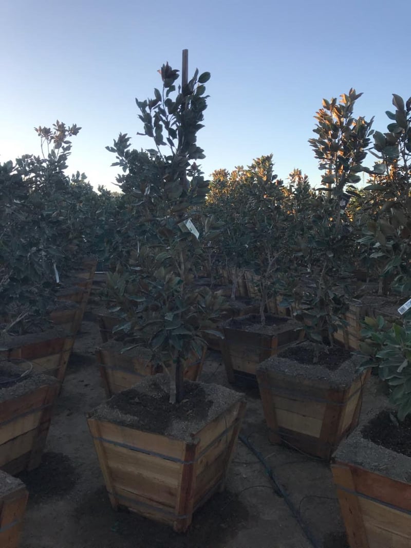 Photo for Magnolia grandiflora 'Little Gem' (Standard) (Little Gem Magnolia)