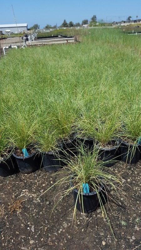 Photo for Muhlenbergia dubia (Pine Muhly)