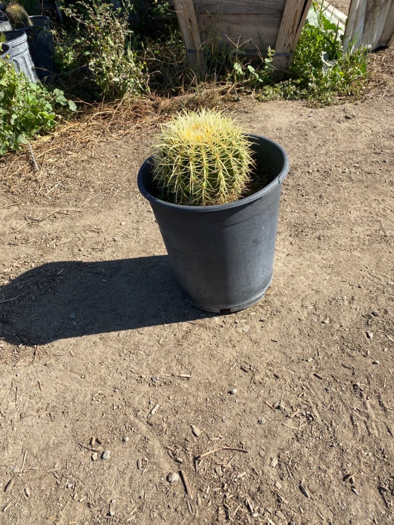 Photo for Echinocactus grussoni (Golden Barrel Cactus)