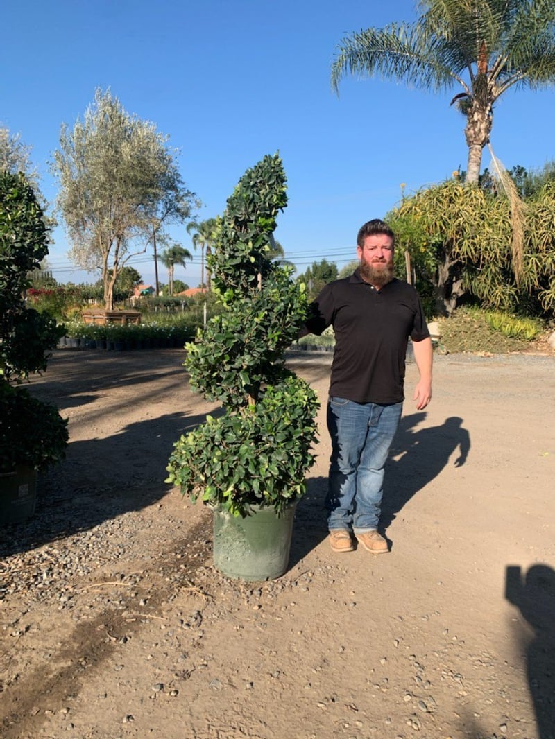 Photo for Ligustrum japonicum (Spiral) (Spiral Topiary Japanese Privet )