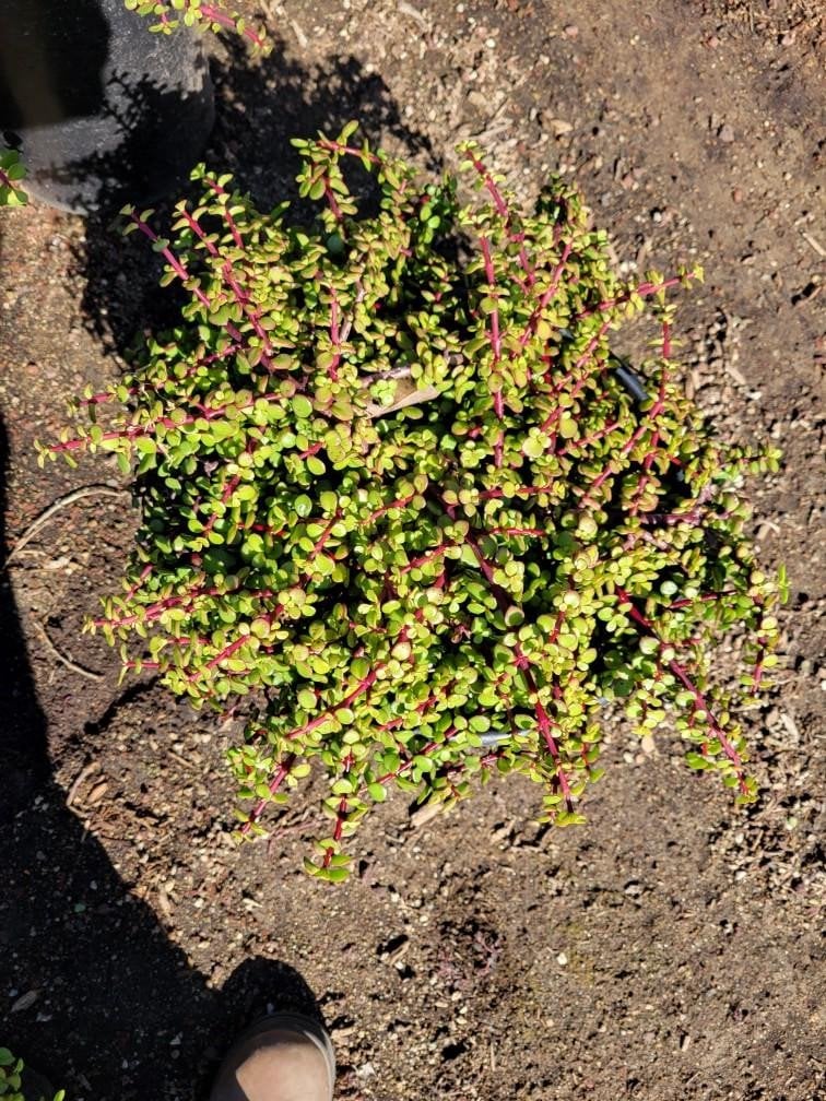 Photo for Portulacaria afra 'Variegata' (Rainbow Bush)
