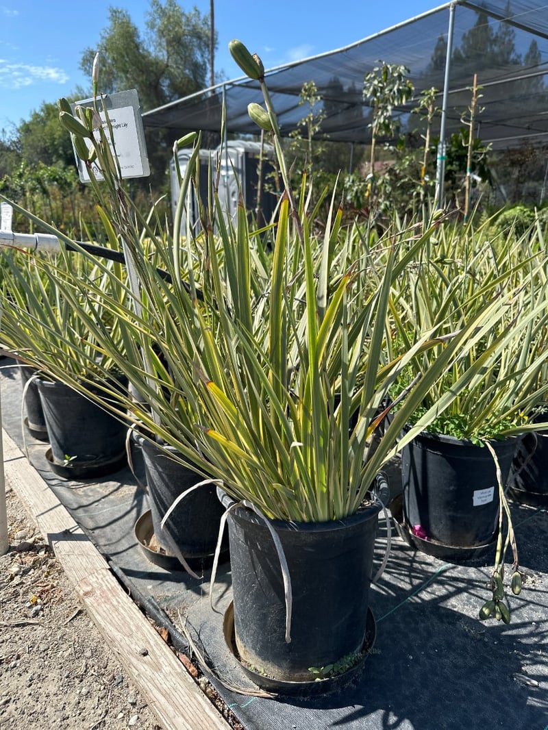 Photo for Dietes grandiflora 'Sunstripe' (Striped Fortnight Lily)