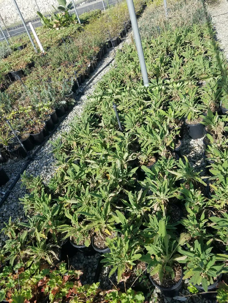 Photo for Salvia spathacea (Hummingbird Sage, Pitcher Sage)
