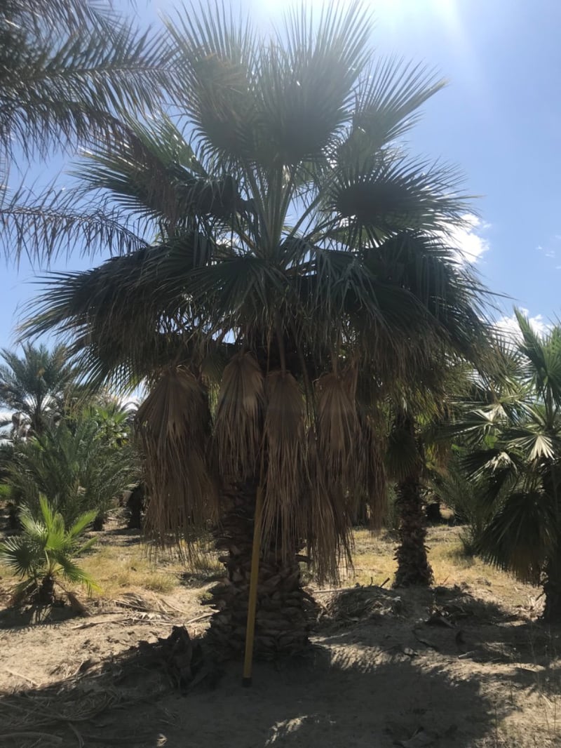 Photo for Washingtonia filifera (12' BTH) (California Fan Palm)