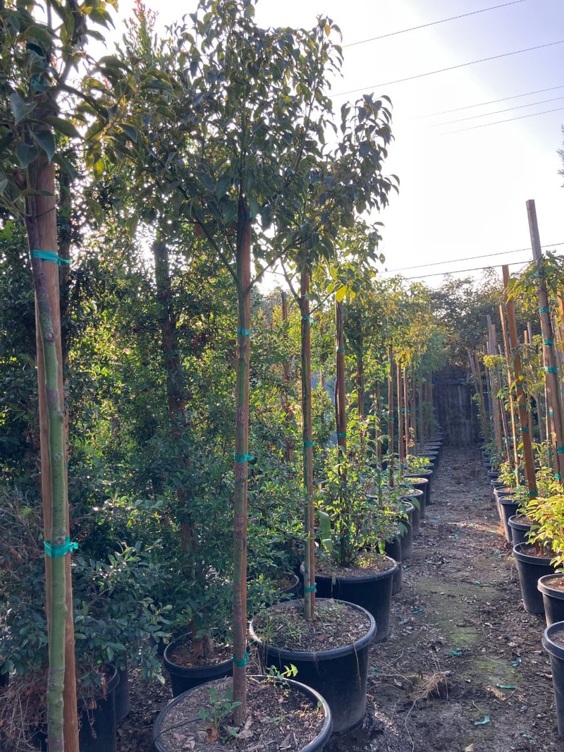 Photo for Cinnamomum camphora (Camphor Tree)