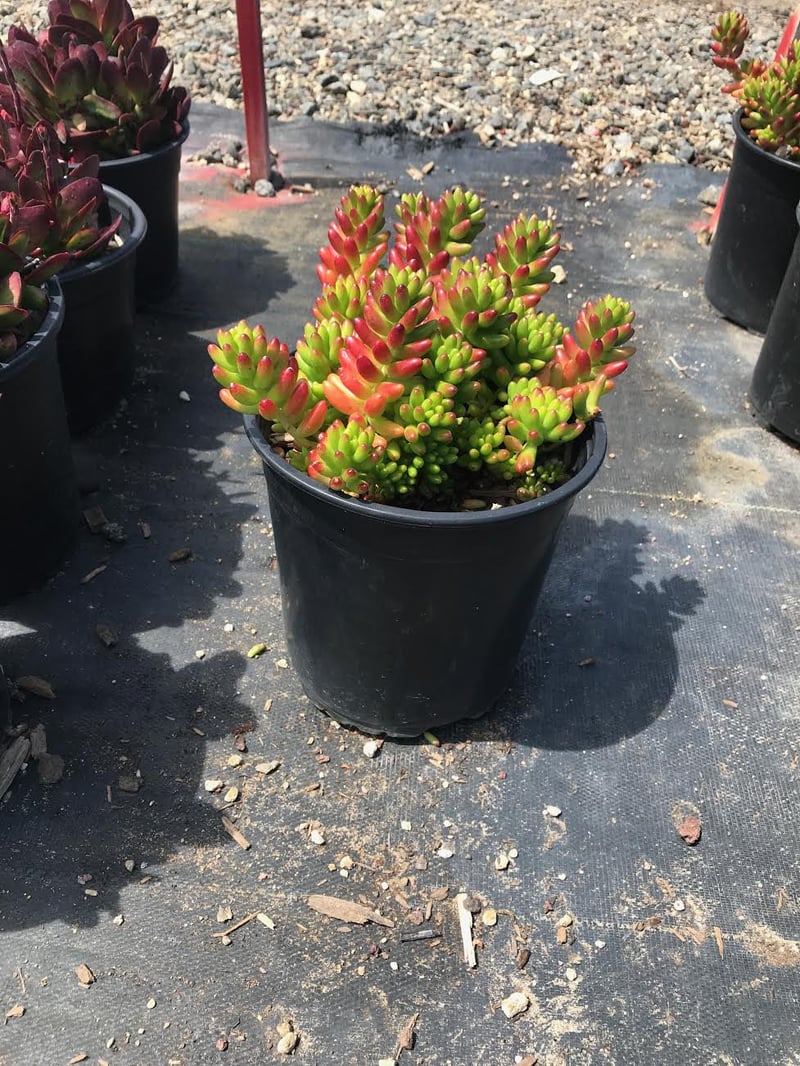 Photo for Sedum x rubrotinctum (Pork and Beans)