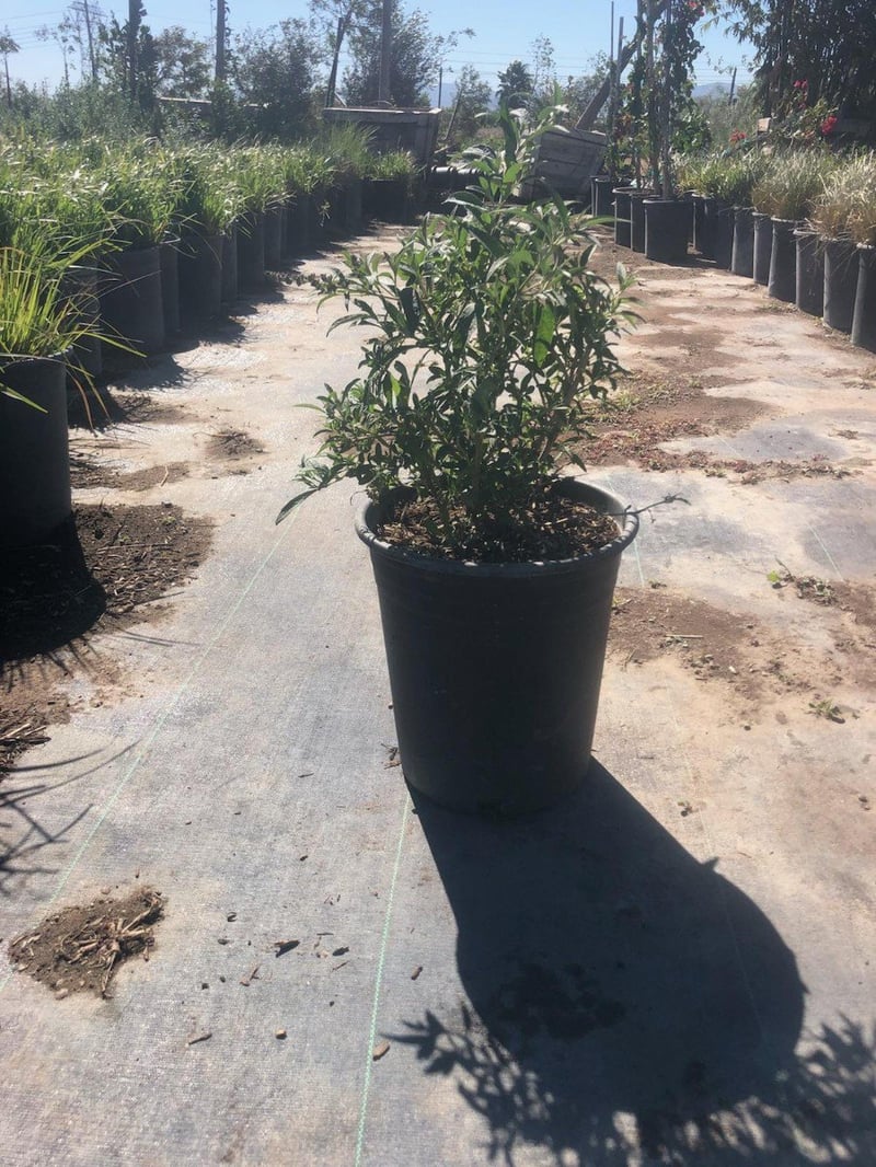 Photo for Buddleja davidii 'Black Knight' (Black Knight Butterfly Bush)