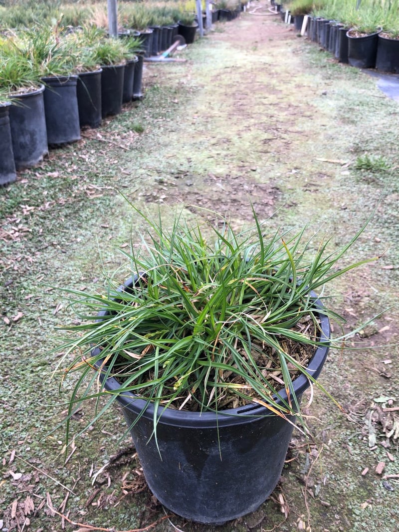 Photo for Carex tumulicola (Foothill Sedge)