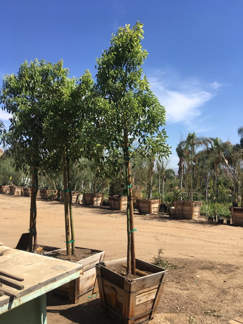 Photo for Cinnamomum camphora (Camphor Tree)