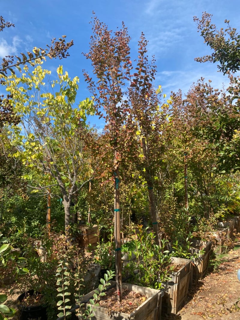 Photo for Lagerstroemia indica 'Watermelon Red' (Watermelon Red Crape Myrtle)
