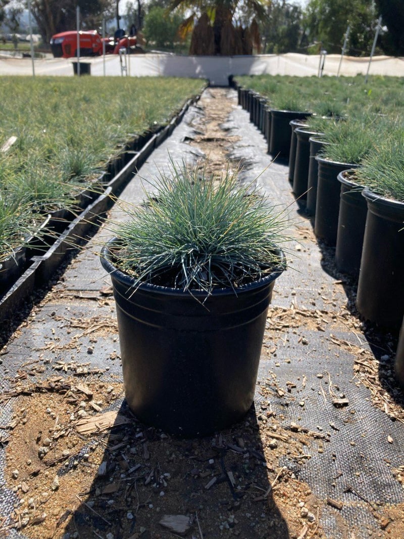 Photo for Festuca glauca (Blue Fescue)