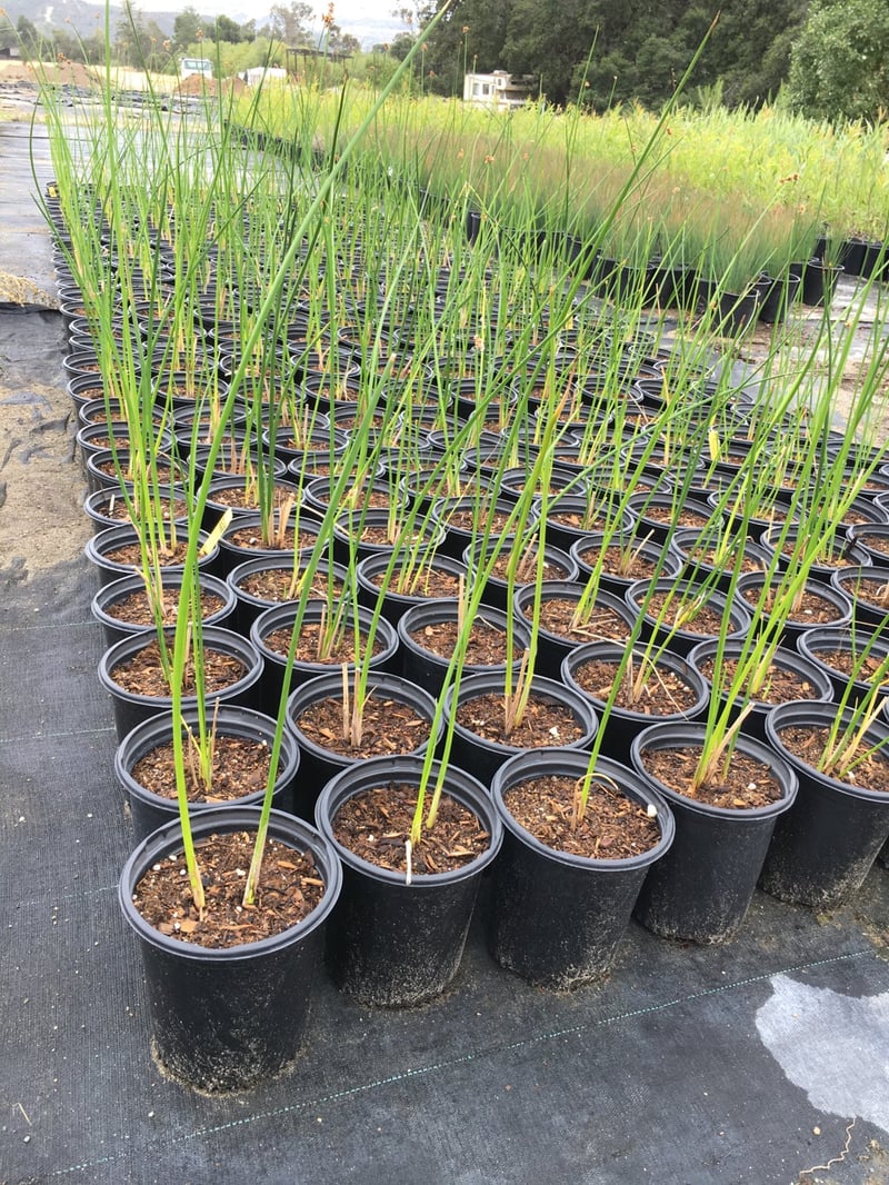 Photo for Scirpus californicus (California Bulrush)