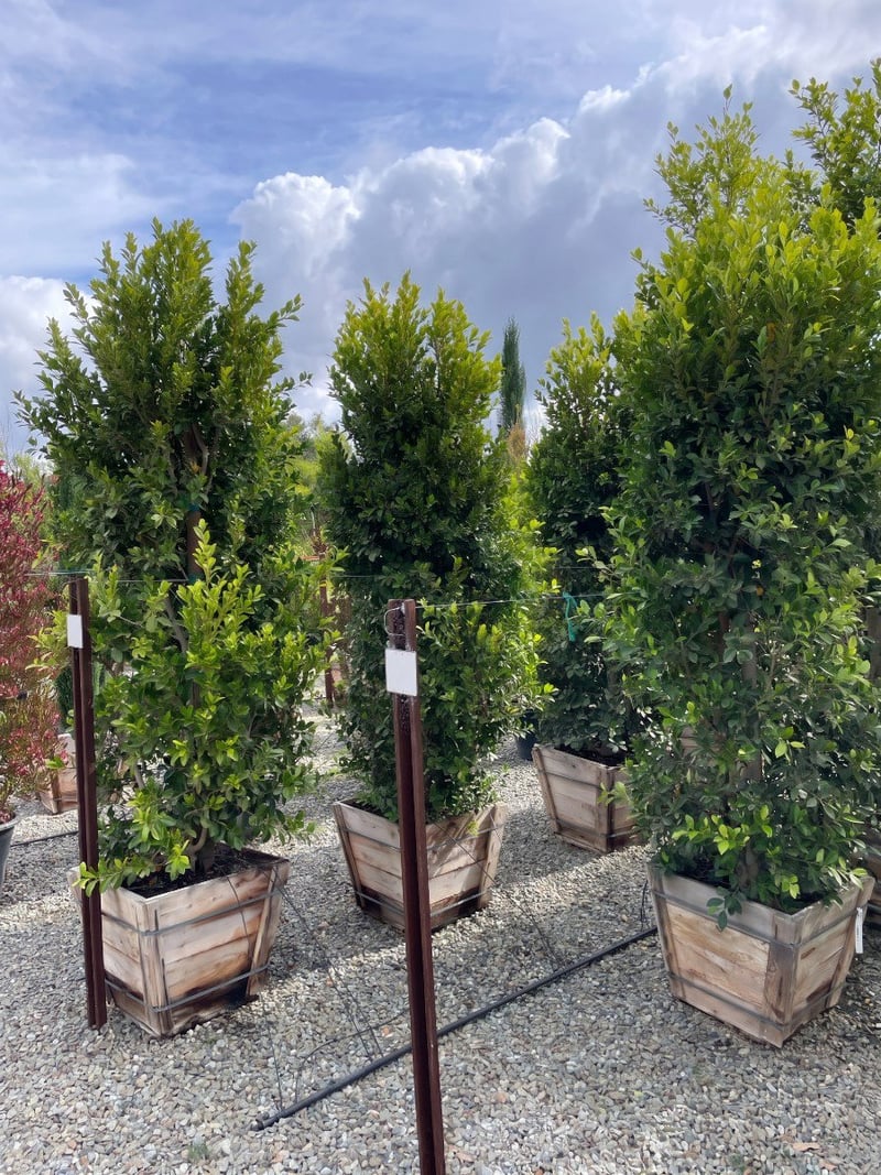 Photo for Ficus microcarpa nitida 'Green Gem' (Column) (Green Gem Fig)