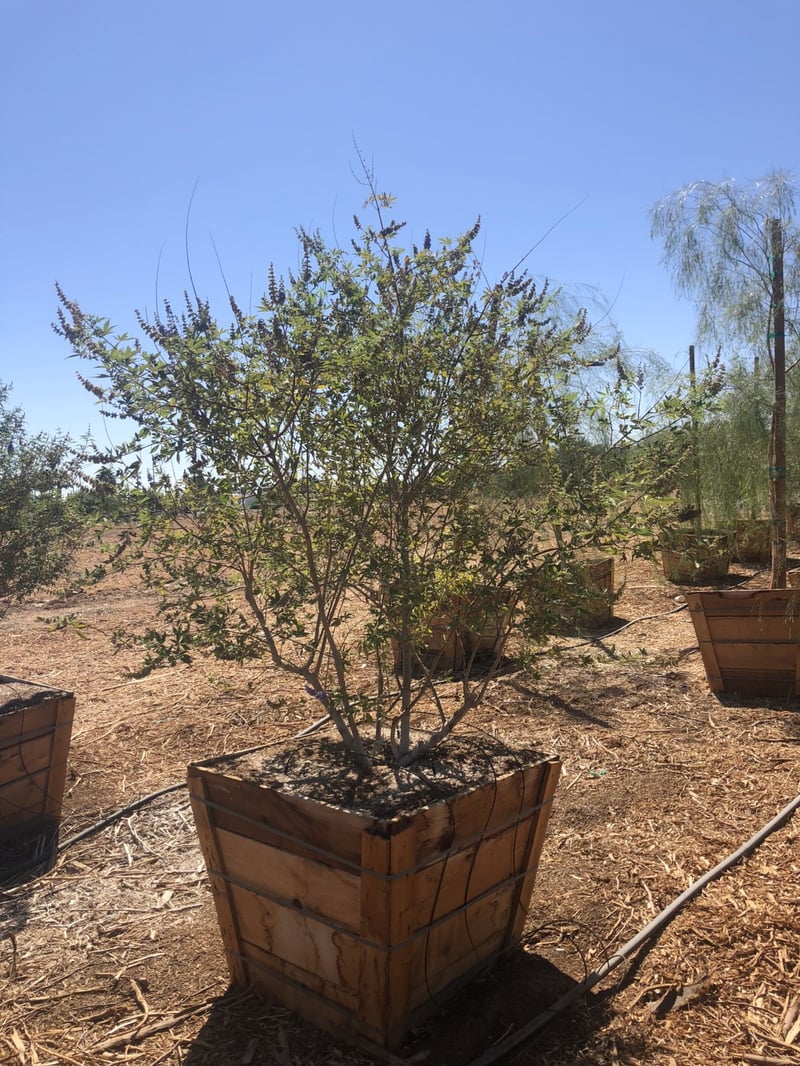 Photo for Vitex agnus-castus (Chaste Tree)