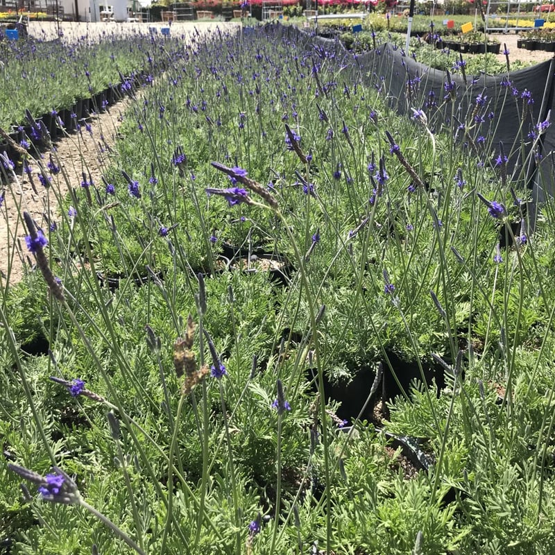 Photo for Lavandula pinnata (Jagged Lavender)