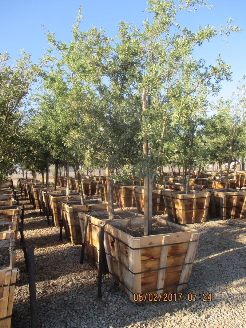 Photo for Quercus virginiana (Southern Live Oak)