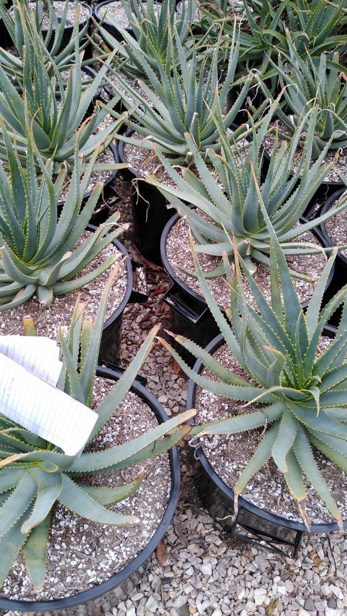 Photo for Aloe salm-dyckiana (Salm-Dyckiana Aloe)