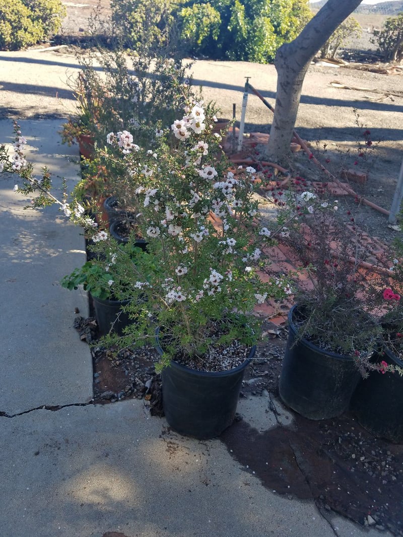 Photo for Leptospermum scoparium (Tea Tree)