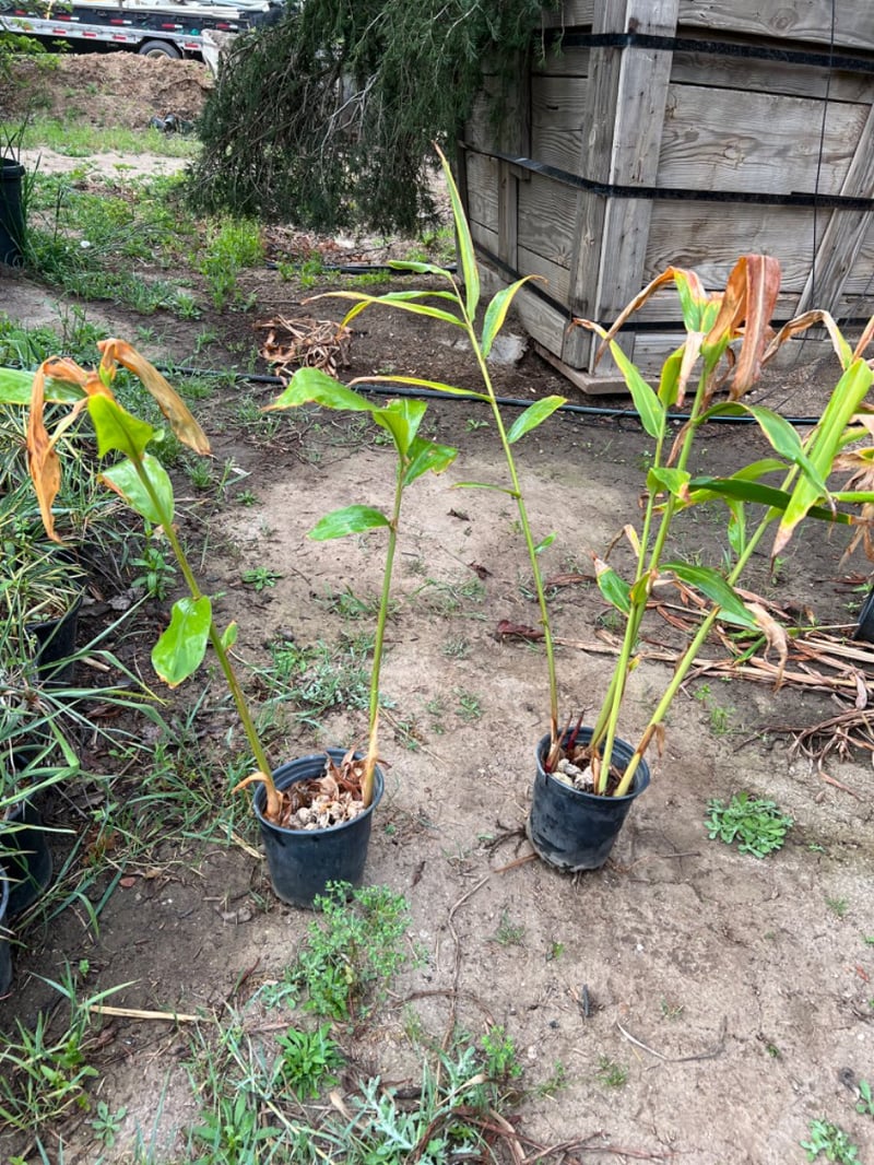 Photo for Alpinia zerumbet (Shell Ginger)