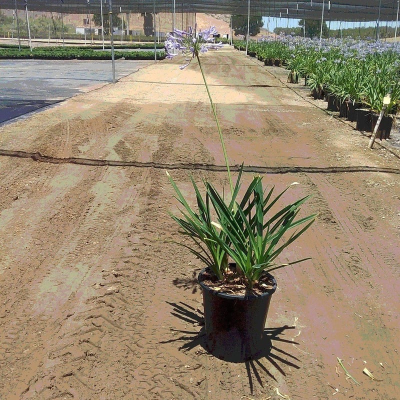 Photo for Agapanthus africanus (Lily of the Nile)