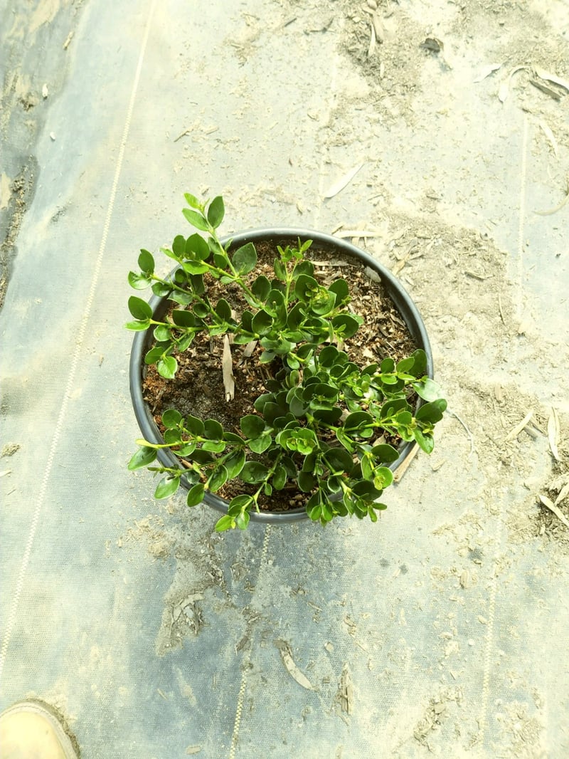 Photo for Carissa macrocarpa ‘Green Carpet’ (Green Carpet Natal Plum)