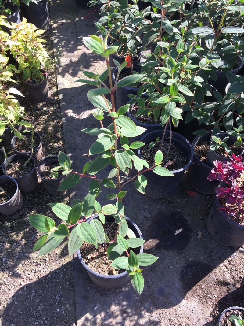Photo for Tibouchina urvilleana (T. semidecandra) (Princess Flower)