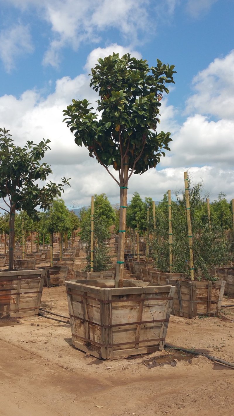 Photo for Magnolia grandiflora 'Samuel Sommer' (Standard) (Samuel Sommer Southern Magnolia)