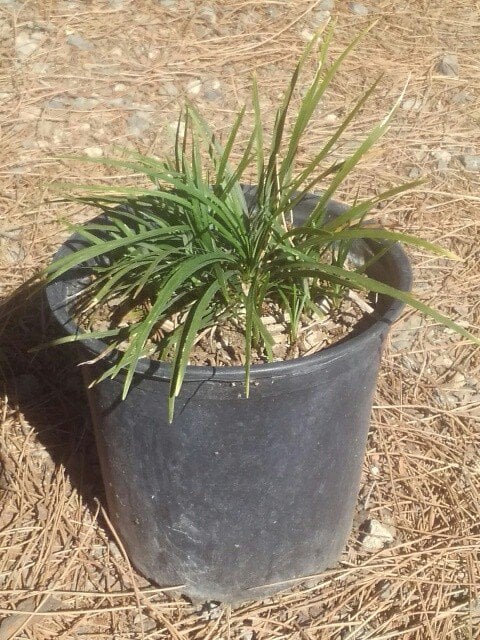 Photo for Ophiopogon japonicus 'Nana' (Dwarf Mondo Grass)