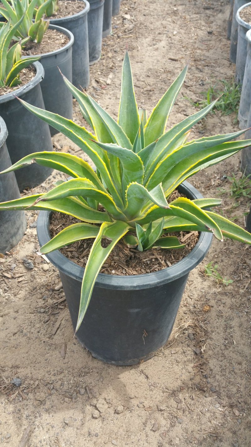 Photo for Agave desmetiana (Smooth Agave)
