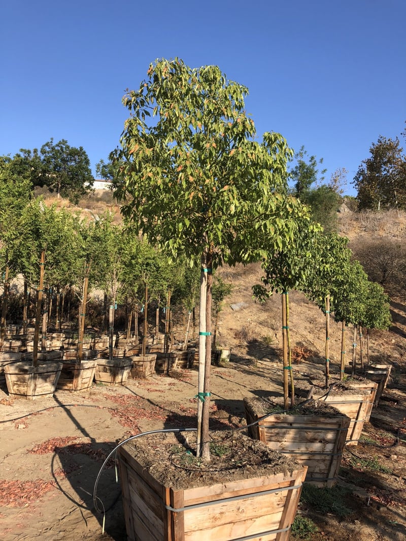 Photo for Cinnamomum camphora (Standard) (Camphor Tree)